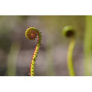 10 * Seeds * CARNIVOROUS SUNDEW Plant Drosera Flower Seeds