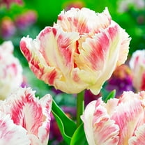 Blushing Parrot Tulip - Exotic - 12/ cm Bulbs -  5 Bulbs