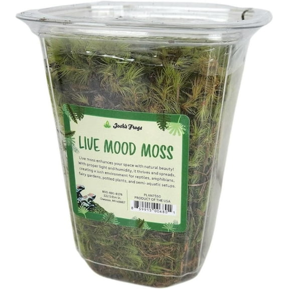 Sprig & Stone Fresh Mood Moss | Medium