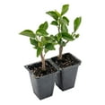thumbnail image 6 of 2 Diamond Hibiscus Live Plants in 2.5-inch Nursery Cubes | Hibiscus rosa-sinensis 'Diamond Head' | Tropical Drought-Tolerant Evergreen, Pink Double Blooms, 6 of 8