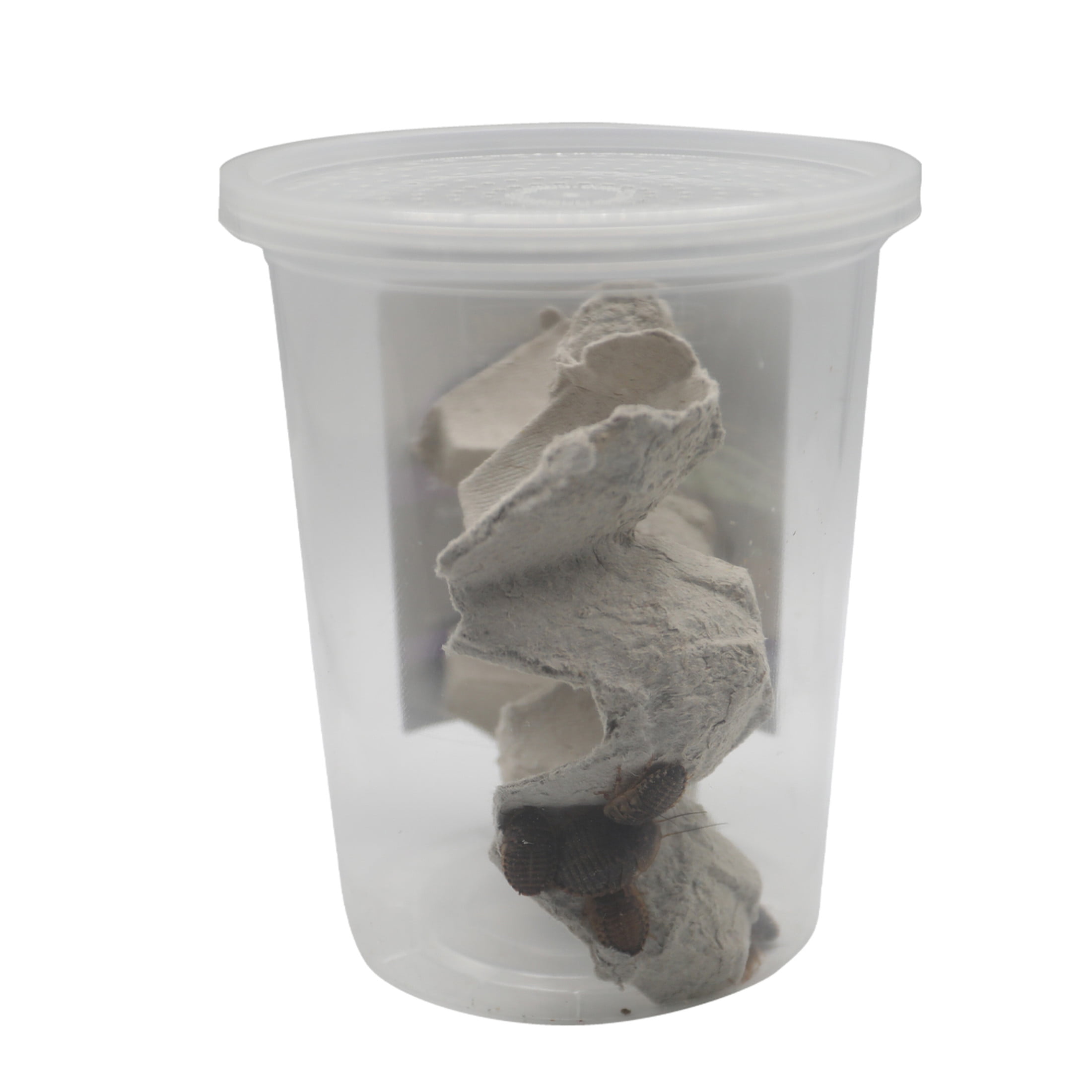 ReptiCulture Large Dubia 50 ct
