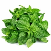 Genovese Sweet Basil Seeds /Annual/ Full Sun/ 67K Seeds 1/4lb/ Zellajake Farm and Garden - B13