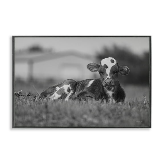 Stupell Industries Resting Cow in Grass Animals & Insects Photography Black Framed Art Print Wall Art, 18 x 12