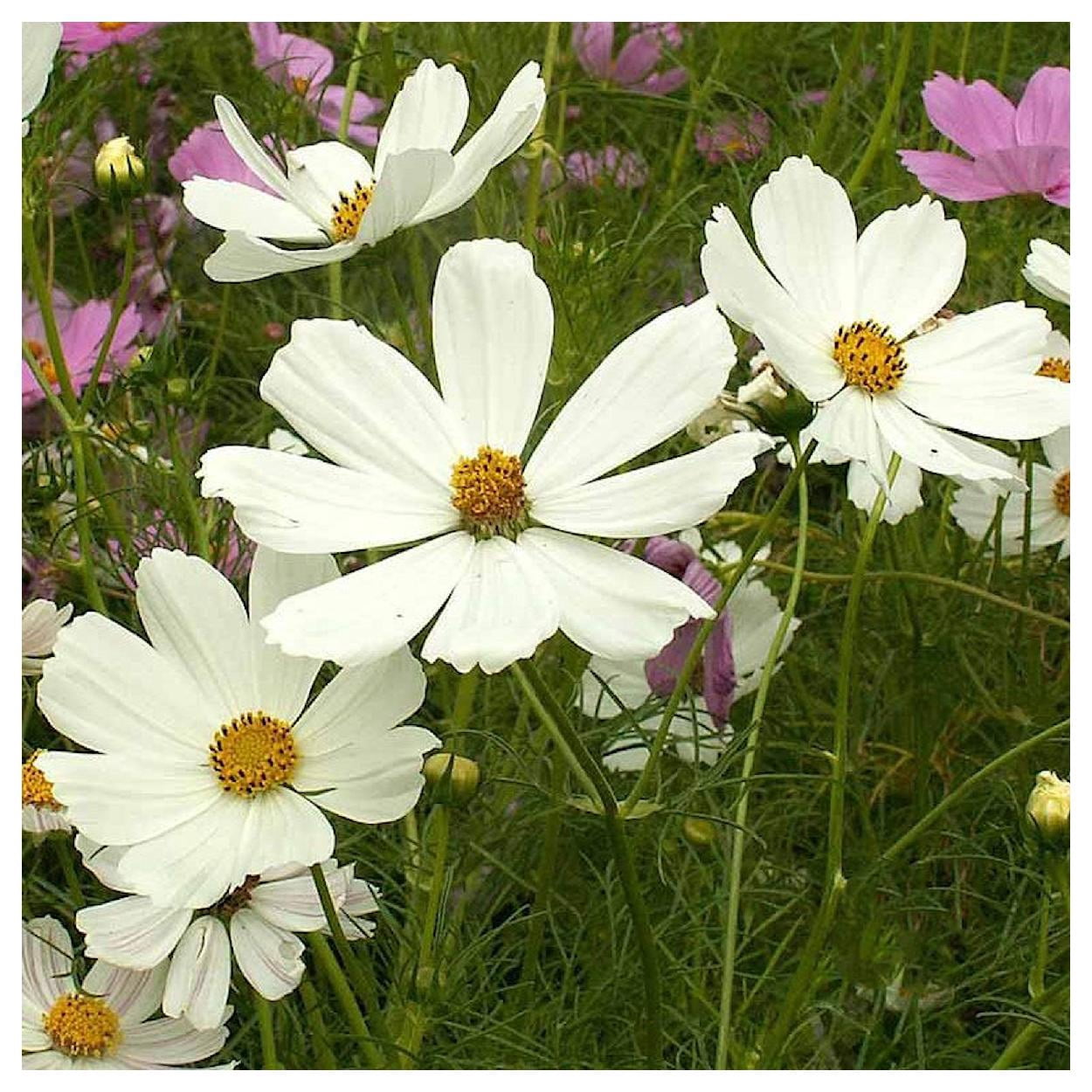 Everwilde Farms - 1 lb Purity Cosmos Garden Flower Seeds - Gold Vault Bulk Seed Packet