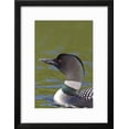 thumbnail image 2 of Canada, Quebec, Eastman. Common Loon in Water, Animals Framed Art Print Wall Art by Jaynes Gallery Sold by Art.Com, 2 of 5