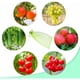thumbnail image 4 of Paquete de 60 bolsas protectoras de frutas, 20 x 30 cm, bolsas protectoras para uvas, con cordón, bolsas de organza para jardín contra avispas, drosophila, escarabajos (verde musgo), 4 of 5