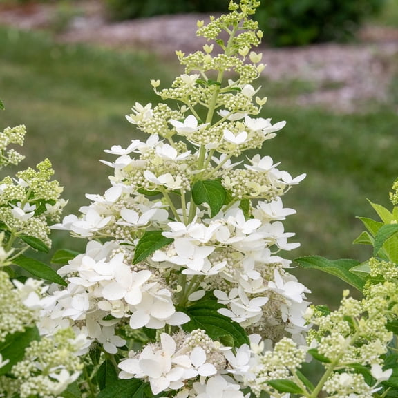 Direct Gardening Confetti Hydrangea Dormant Bare Root White Flowering Starter Shrubs