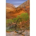 thumbnail image 2 of Paulson, Don 23x32 Black Ornate Wood Framed with Double Matting Museum Art Print Titled - Utah, Glen Canyon Cottonwood tree in Pool Canyon, 2 of 4