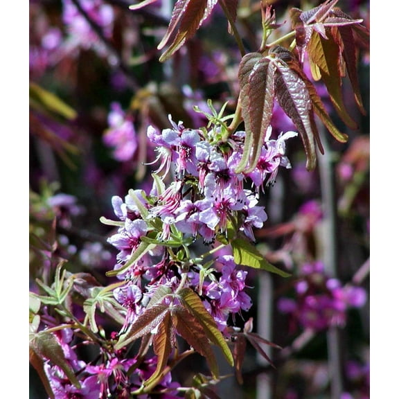 5 MEXICAN BUCKEYE Ungnadia Speciosa Shrub Tree Pink Purple Fragrant Flower Seeds