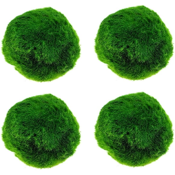 Live Marimo Moss Ball