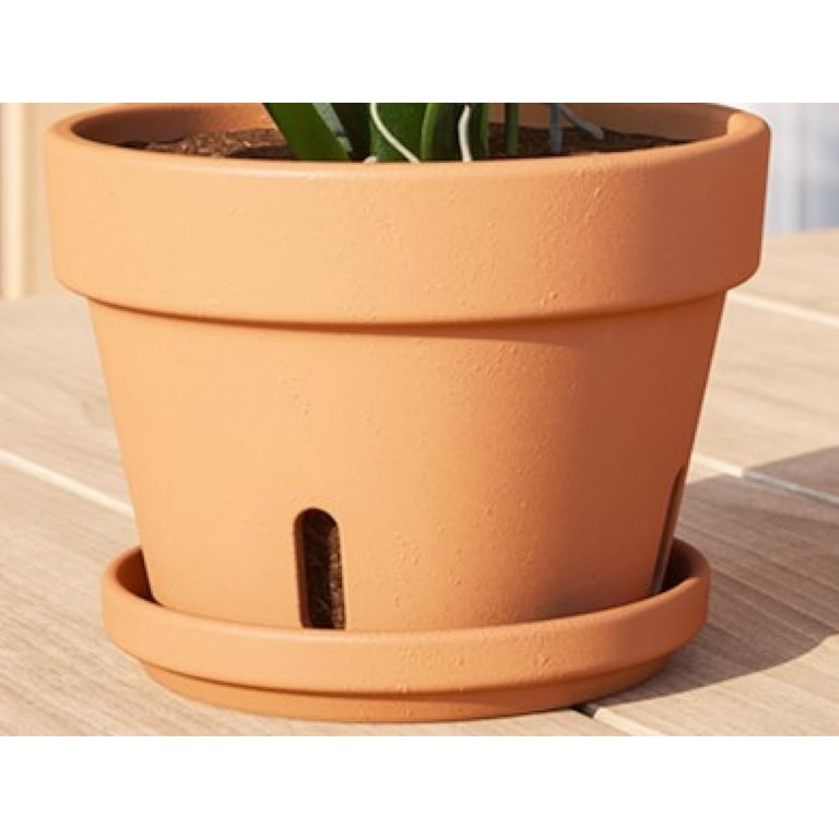 air plant fertilizer Tillandsia Air Plants Fertilizer main image 1