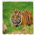 thumbnail image 3 of Ambesonne Tiger Shower Curtain, Sumatran Feline Ambush, 69"Wx70"L, Green Orange, 3 of 3