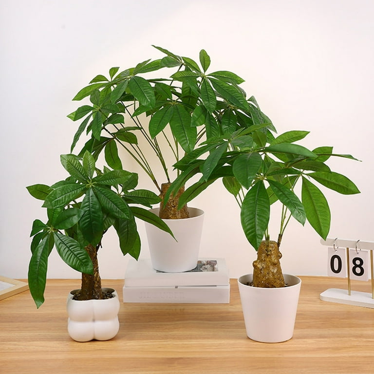 buy philodendron canada Pink Princess Philodendron - 6