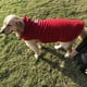thumbnail image 1 of Xihbxyly Compras En Línea Ropa para Perros E Invierno Polar para Mascotas con Chaleco En Ambos Lados, 1 of 7