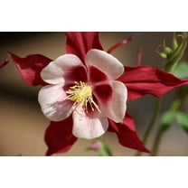 25 CRIMSON STAR COLUMBINE Red & White McKana's Giant Aquilegia Flower Seeds