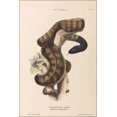 thumbnail image 1 of 24"x36" Gallery Poster, Harriet Scott - Black-headed Snake, Aspidiotes melanocephalus 1869, 1 of 1