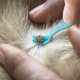 thumbnail image 4 of Kit de eliminación de garrapatas para perros, gatos y humanos, eliminador de garrapatas ultra seguro, elimina toda la cabeza y el cuerpo, eliminador de garrapatas sin dolor, productos de control de garrapatas sin químicos, paquete de 3 Ormromra 220635-1, 4 of 8