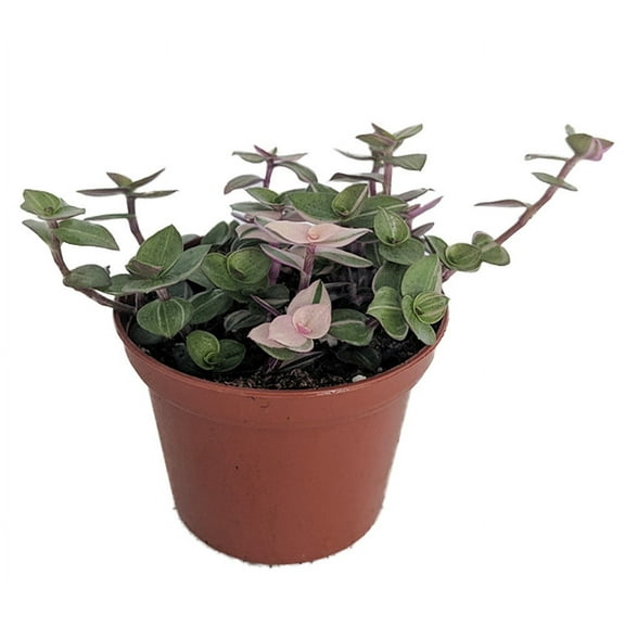 Bolivian Pink Jewel -Turtle Vine - Inch Plant - Callisia Repens Var. - 3.7" Pot