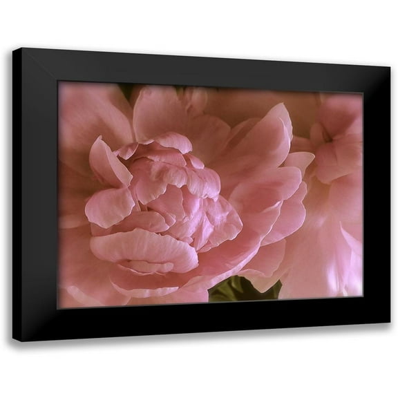 Burkhart, Monika 14x12 Black Modern Framed Museum Art Print Titled - Soft Peonies II