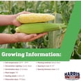thumbnail image 2 of Harris Seeds Sweet Corn Rosie, Bicolor Kernels, 1,000 Count, 2 of 7