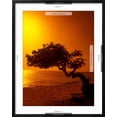 thumbnail image 5 of Art.com Lone Divi Divi Tree at Sunset, Aruba Photographic Print by Bill Bachmann, Black Frame Wall Art, 23" x 29", 5 of 5