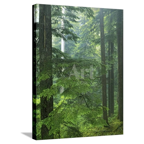 Old growth forest, Mt Rainier National Park, Washington, USA, Botanical Scenic Stretched Canvas Wall Art by Charles Gurche Sold by ArtCom