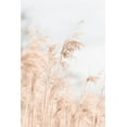 thumbnail image 2 of 1x Studio III 11x14 Black Ornate Wood Framed with Double Matting Museum Art Print Titled - Grass Reed and sky_1, 2 of 4