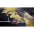 thumbnail image 3 of Crane, Rita 14x10 Black Modern Framed Museum Art Print Titled - Autumn Gingko III, 3 of 5