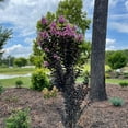 thumbnail image 3 of Expert Gardener 3-4 ft tall Thunderstruck Lavender Skies Crape Myrtle Live Tree in 7-Gallon Grower Pot, 3 of 6