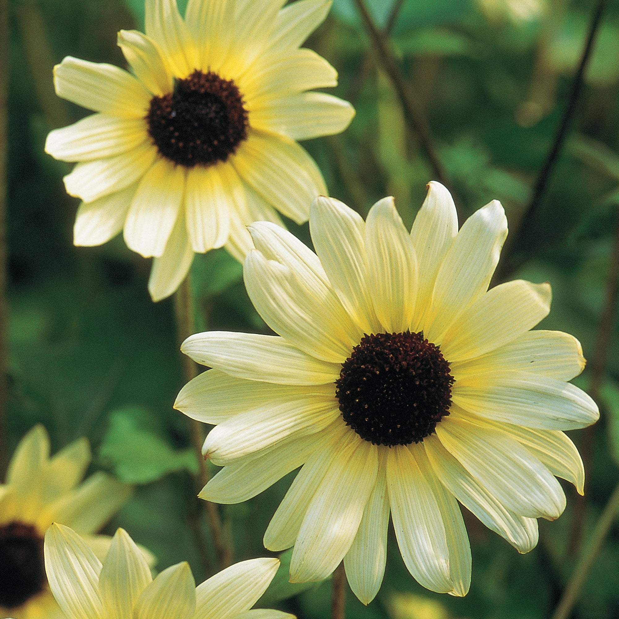 Burpee All Summer Sunflower Cutting Garden Starter Garden Flower Seed Collection, 1-Pack