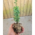 thumbnail image 4 of ( 1 ) - Sky Pencil Japanese Holly Tree - Starter Plant ( 4L ) ( 1 live plant ), 4 of 5