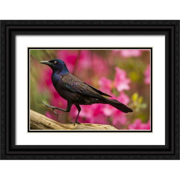 Illg, Cathy and Gordon 32x23 Black Ornate Wood Framed with Double Matting Museum Art Print Titled - North Carolina, Guilford County Common grackle