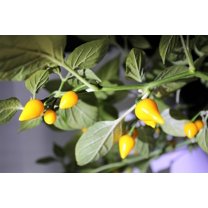 25 Seeds YELLOW BIQUINHO PEPPER Brazilian Chupetinho Capsicum Chinense Small Citrusy Sweet Semi Hot Chile Sweety Drop Vegetable Seeds