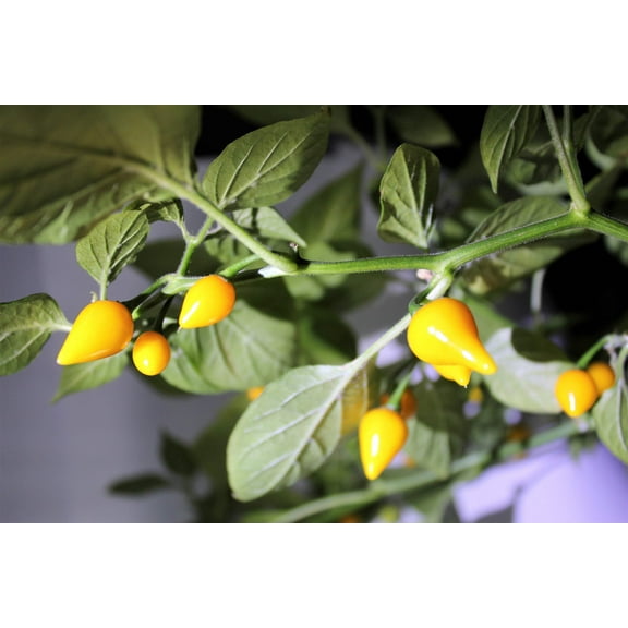 25 Seeds YELLOW BIQUINHO PEPPER Brazilian Chupetinho Capsicum Chinense Small Citrusy Sweet Semi Hot Chile Sweety Drop Vegetable Seeds