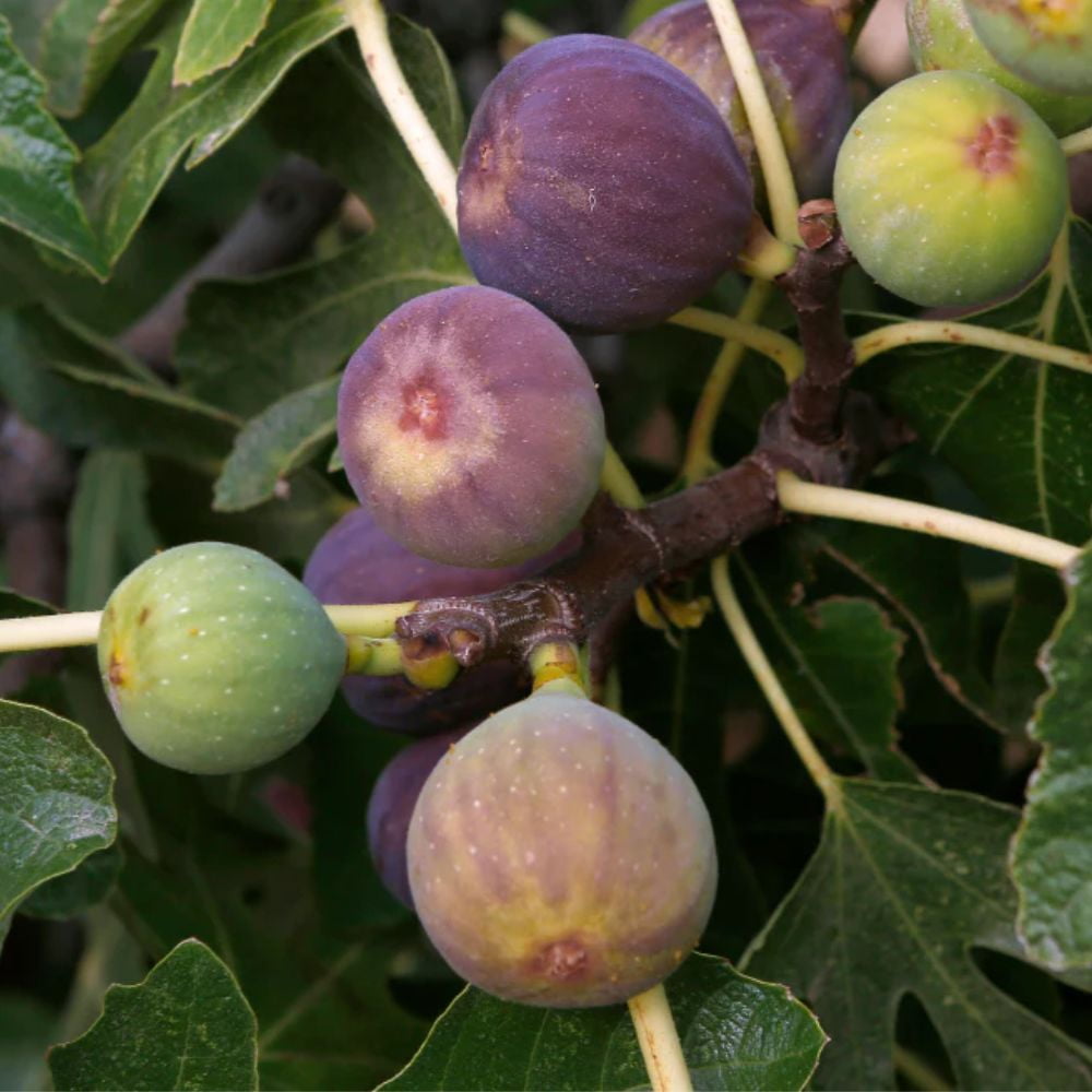 Expert Gardener Black Mission Fig Live Tree, 3-4 ft Tall, 7-Gallon Grower Pot