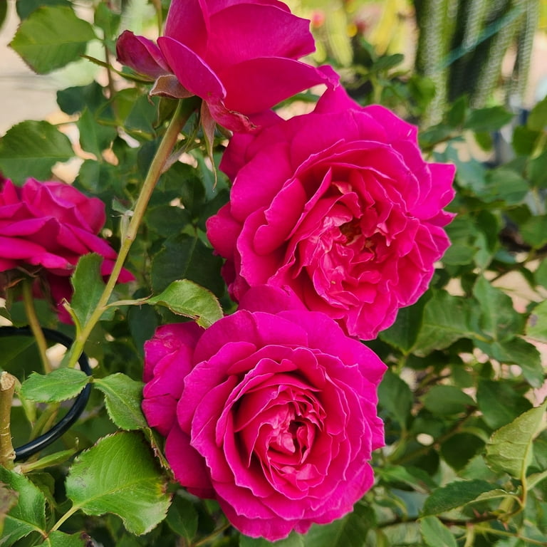 True Bloom by Altman Plants 'True Serenity' PP28929 Pink Rose Bush