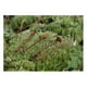 thumbnail image 4 of 4 Piezas Casa de Decoración de Jardín Herramientas de de Jardín en Miniatura 1:12 Accesorios, 4 of 8