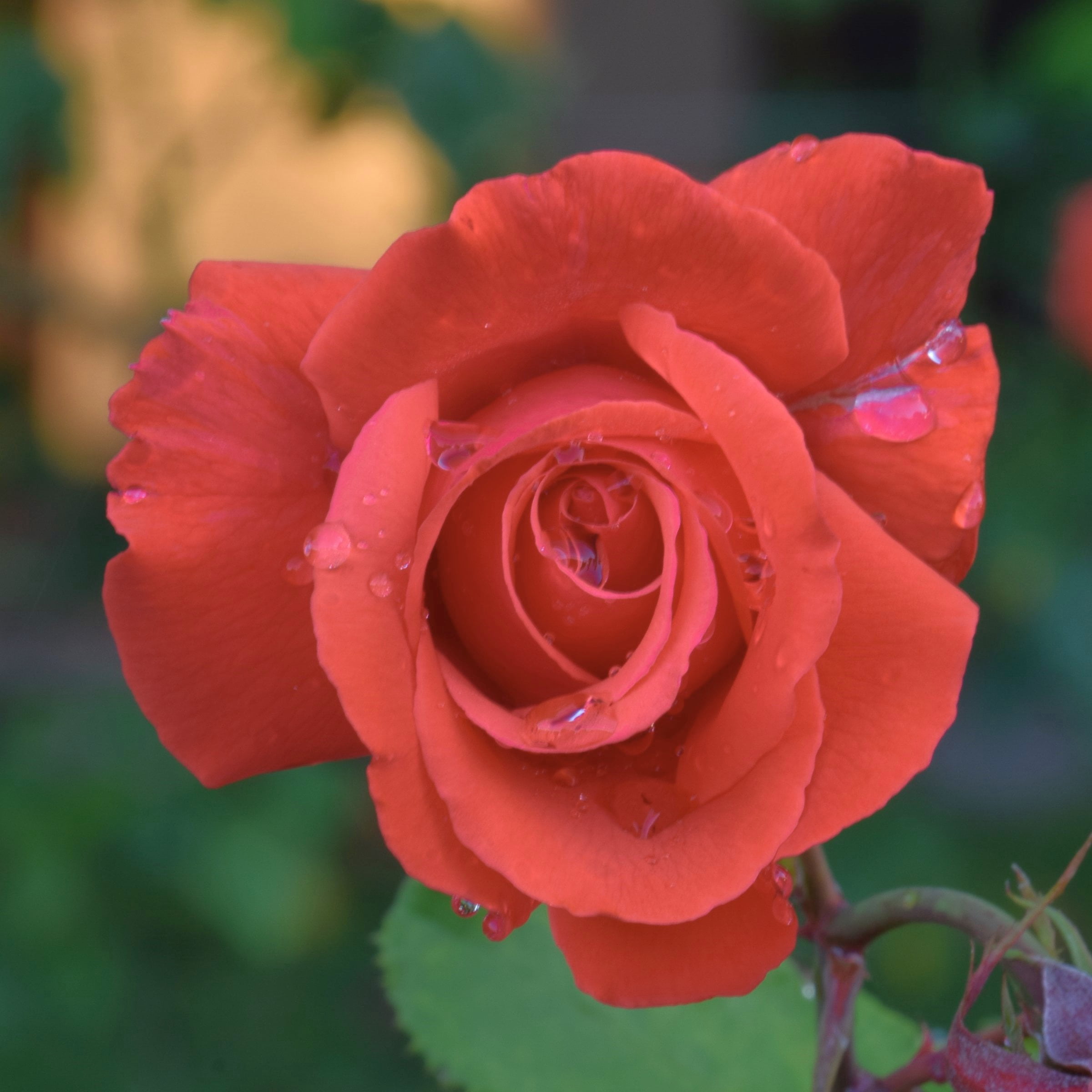 National Plant Network Bare Root Fragrant Cloud Rose