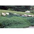 thumbnail image 5 of Juniper Bar Harbor - 3 Live Gallon Size Plants - Juniperus Horizontalis - Drought Tolerant Cold Hardy Evergreen Groundcover, 5 of 9