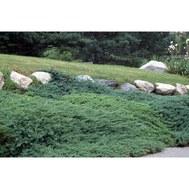 Juniper Andorra Compacta - 2 Live Gallon Size Plants - Juniperus