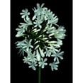 thumbnail image 2 of Floral Color - 28 Poster Print by Alan Blaustein, 2 of 2