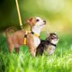 thumbnail image 4 of Juego de arneses y correas para conejos, gatos, cachorros y hurones (5 unidades), 4 of 5
