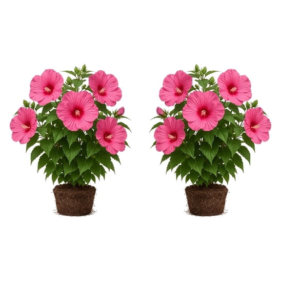 Hardy Hibiscus Luna Pink Starter Plants - Set of 2, Full Sun, USDA Zones 4-9, Ships Bare Root, No Pot