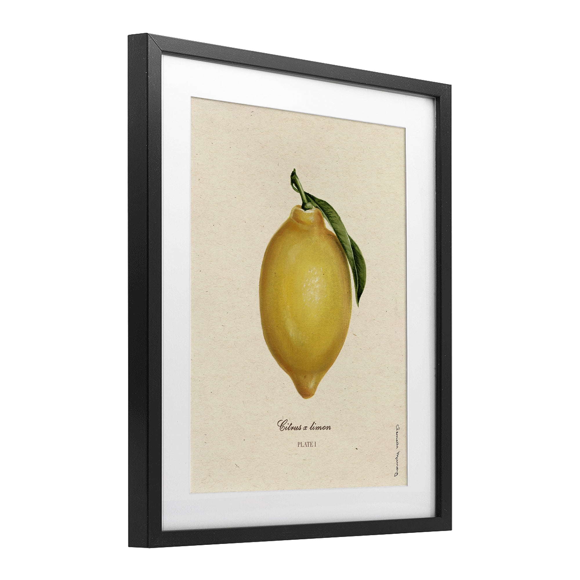 Stupell Industries Lemon Fruit Portrait Black Framed Print Under Glass, design by Danielle Murray