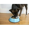 thumbnail image 4 of Iconic Pet 2-Pack Color Splash Stripe Non-Skid Pet Bowl, For Dog or Cat, Blue, 24 Oz, 3 Cup, 4 of 13