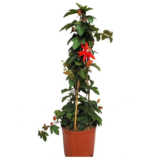 Tropical Plants of Florida 36" Red Passion Vine Plant on a Starter Trellis; Red Flowers, Full