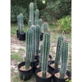 thumbnail image 2 of Pachycereus pecten-aboriginum, 2 of 5