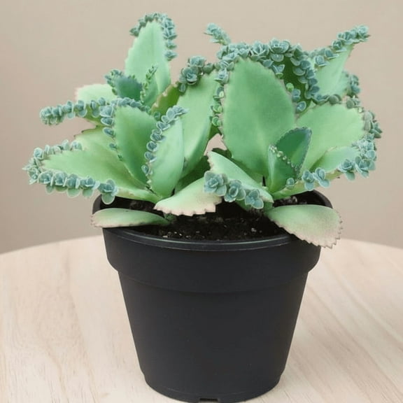 Kalanchoe Mother of Thousands Plant Live Indoor Succulents, 4 to 7 Inches Tall, Rare Succulent in 4 Inches Pot