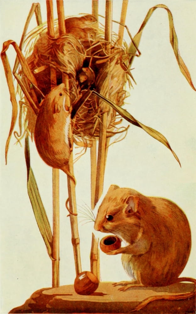 British Mammals 192