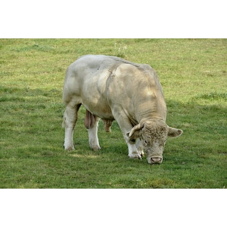 LAMINATED POSTER Bull Animal Charolais Grass Mammal Meadow Beef Poster Print 24 x